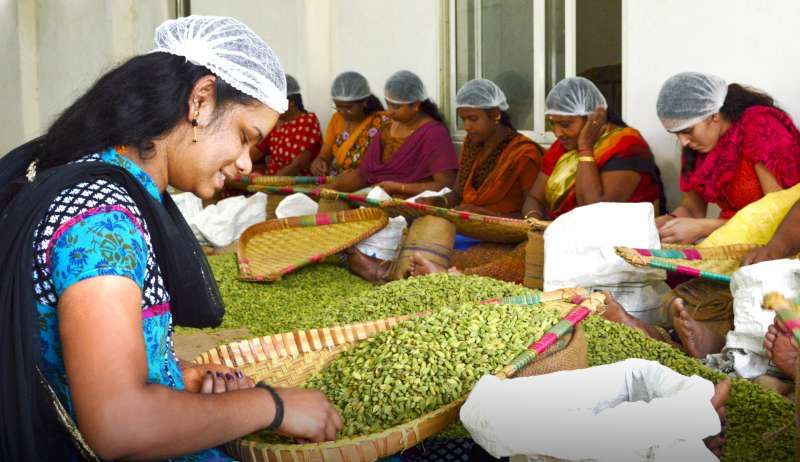 Women grading and sorting spices