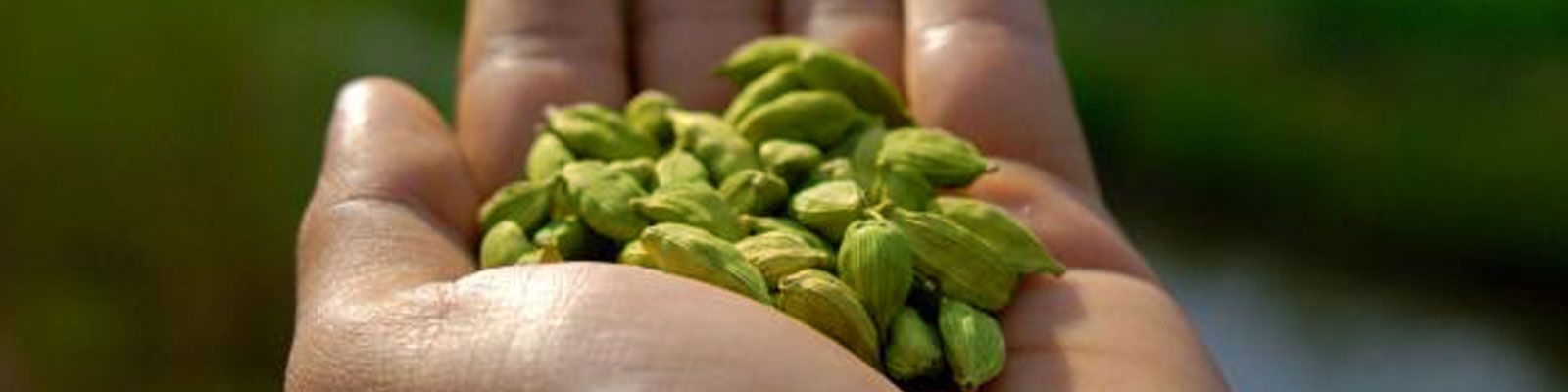 Areca leaf plates and cashew kernels ready for export