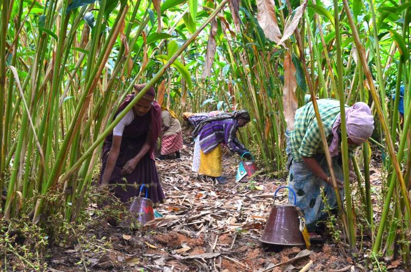 Workers processing cashew, Karnataka