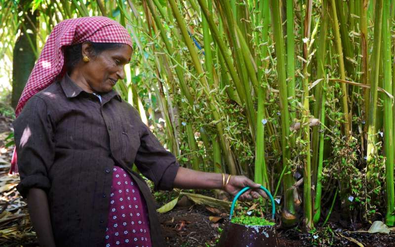 Cashew harvest, coastal Karnataka
