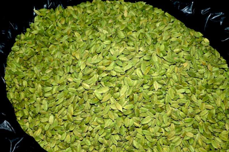 Tray of graded cashew kernels