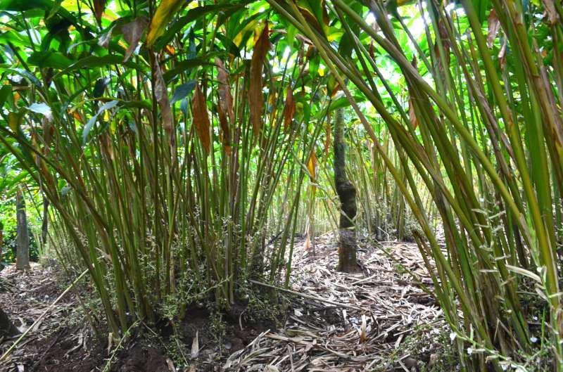 Spice farm, Karnataka